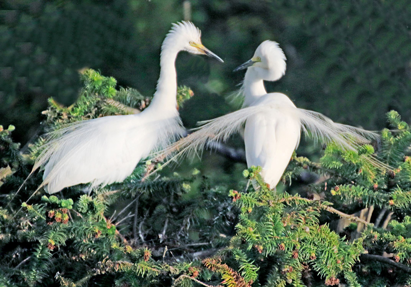 1542163956356739.jpg 88.jpg